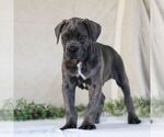 Small Photo #2 Cane Corso Puppy For Sale in EAST EARL, PA, USA