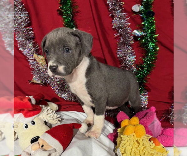 Medium Photo #6 American Bulldog-Labrador Retriever Mix Puppy For Sale in Tarrytown, GA, USA