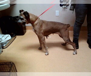 Boxer Dogs for adoption in Martinez, CA, USA
