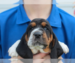 Basset Hound Puppy for sale in FREMONT, NE, USA