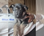 Puppy Blue Collar German Shepherd Dog