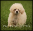 Small Photo #65 Poodle (Miniature) Puppy For Sale in COPPOCK, IA, USA