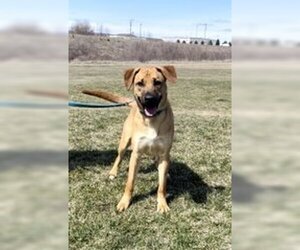 Mutt Dogs for adoption in Oskaloosa, IA, USA
