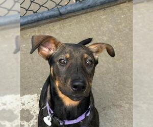 Doberman Pinscher-Unknown Mix Dogs for adoption in Tulsa, OK, USA