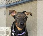 Small Doberman Pinscher Mix