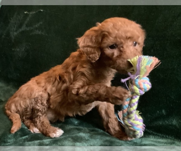 Medium Photo #10 Goldendoodle mix (+ Poodle Miniature) Puppy For Sale in MANTECA, CA, USA