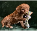 Small #9 Goldendoodle mix (+ Poodle Miniature)