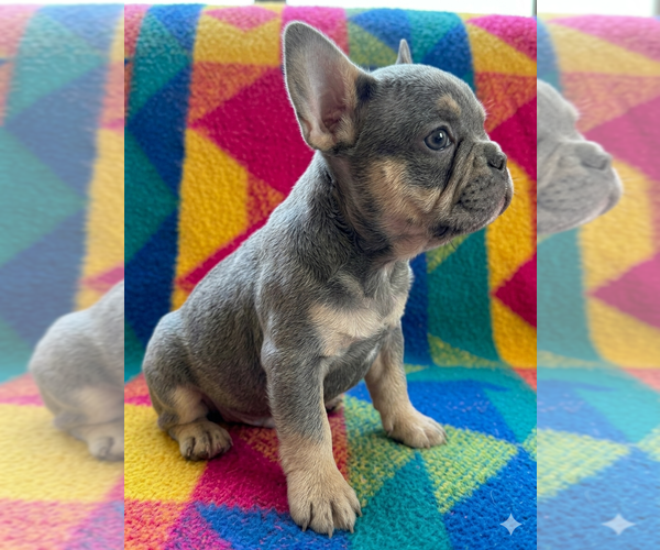 Medium Photo #3 French Bulldog Puppy For Sale in RENTON, WA, USA
