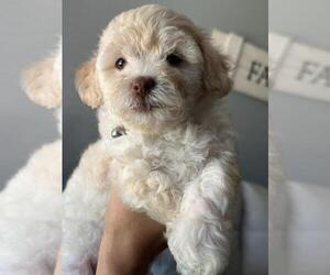 Medium Maltipoo