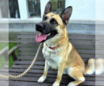 Small #1 German Shepherd Dog