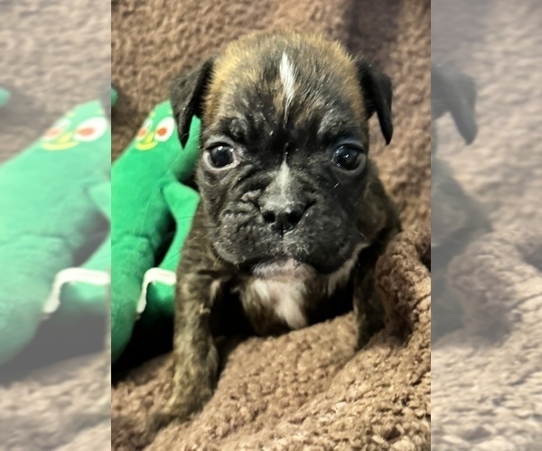 Medium Photo #15 Boxer Puppy For Sale in LANSING, MI, USA