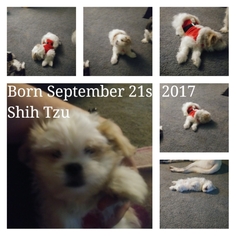Shih Tzu Puppy for sale in HAZLETON, PA, USA