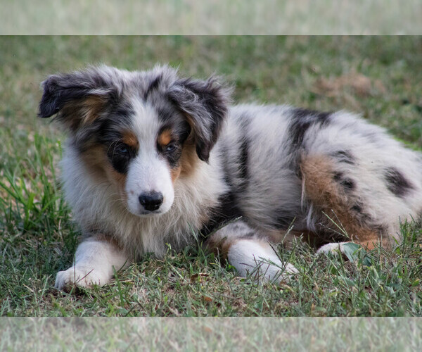 Medium Photo #2 Miniature Australian Shepherd Puppy For Sale in KEOTA, IA, USA