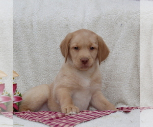 Labrador Retriever Puppy for sale in FELTON, PA, USA