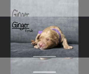 Goldendoodle Puppy for sale in GR, MI, USA