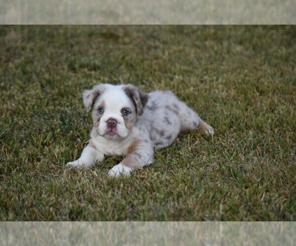 Medium Photo #3 Bulldog Puppy For Sale in TEXAS CITY, TX, USA