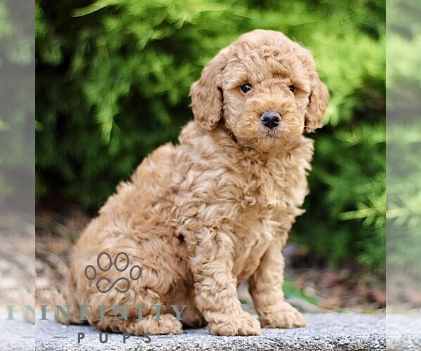 Medium Photo #4 Goldendoodle (Miniature) Puppy For Sale in KINZERS, PA, USA