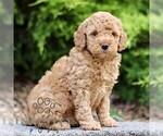 Small #3 Goldendoodle (Miniature)