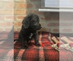 Small Photo #10 Labradoodle Puppy For Sale in LOS ANGELES, CA, USA