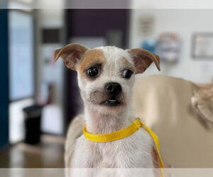 Mutt Dogs for adoption in Raleigh, NC, USA