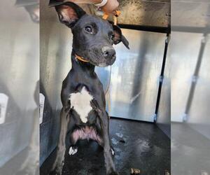 Labrador Retriever-Unknown Mix Dogs for adoption in San Antonio, TX, USA