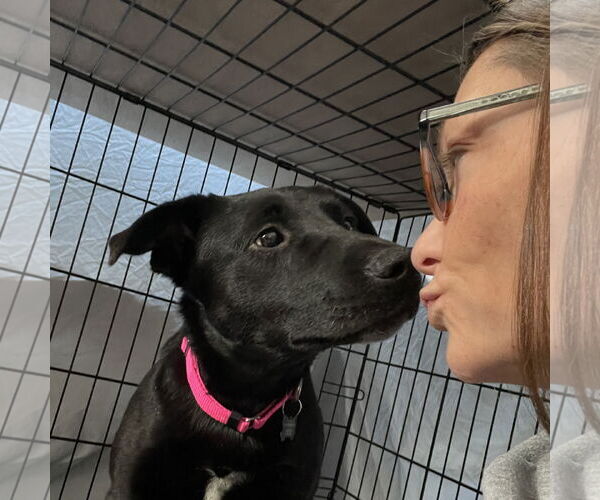 Medium Photo #13 Pointer-Unknown Mix Puppy For Sale in Fargo, ND, USA