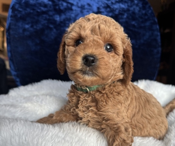 Medium Photo #3 Goldendoodle (Miniature) Puppy For Sale in SAN FERNANDO, CA, USA