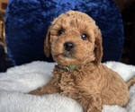 Small Photo #4 Goldendoodle (Miniature) Puppy For Sale in SAN FERNANDO, CA, USA