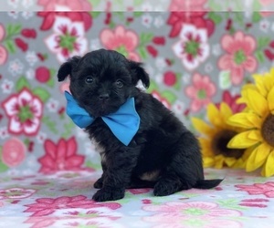 Pom-A-Poo Puppy for sale in LANCASTER, PA, USA