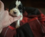 Small #6 English Springer Spaniel
