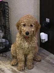 Goldendoodle Puppy for sale in ASHEVILLE, NC, USA