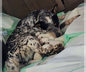 Mother of the Australian Cattle Dog puppies born on 01/26/2023
