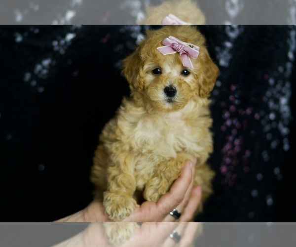 Medium Photo #40 Poodle (Miniature) Puppy For Sale in WARSAW, IN, USA