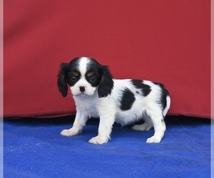 Cavalier King Charles Spaniel Puppy for sale in MILLERSBURG, OH, USA