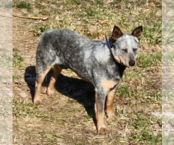 Full screen Photo #1 Australian Cattle Dog Puppy For Sale in RUSSELLVILLE, KY, USA