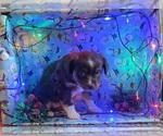 Small #15 Miniature Australian Shepherd