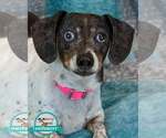 Small Dachshund