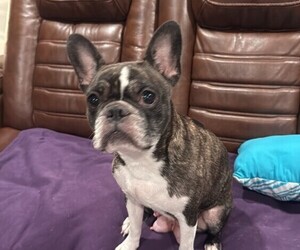 Mother of the Faux Frenchbo Bulldog-French Bulldog Mix puppies born on 08/27/2025