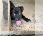 Small #1 Mastiff