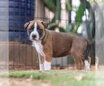 Small #1 Boxer Mix