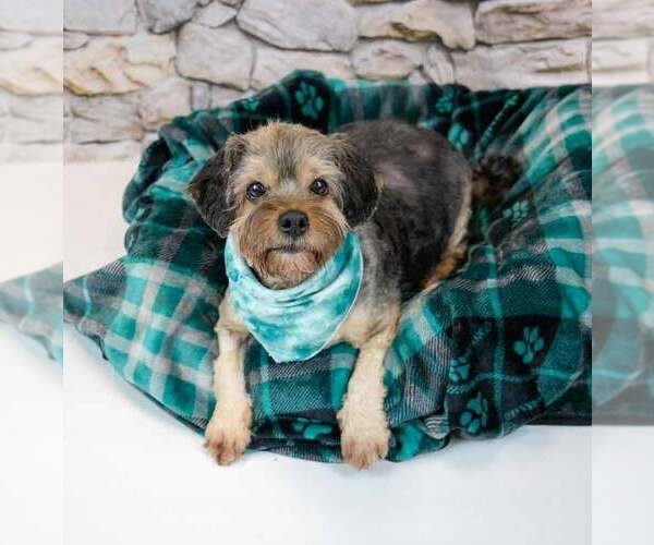 Medium Photo #6 Silky Terrier-Unknown Mix Puppy For Sale in Kennesaw, GA, USA