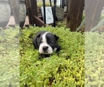 Small #1 Boston Terrier