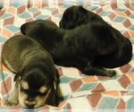 Small Photo #25 Golden Labrador Puppy For Sale in IDAHO SPRINGS, CO, USA