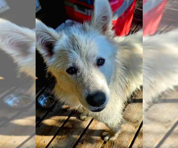Medium Photo #6 Samoyed-Unknown Mix Puppy For Sale in Brooklyn Center, MN, USA