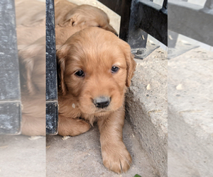 Golden Retriever Puppy for sale in HAMILTON CORNER, ID, USA