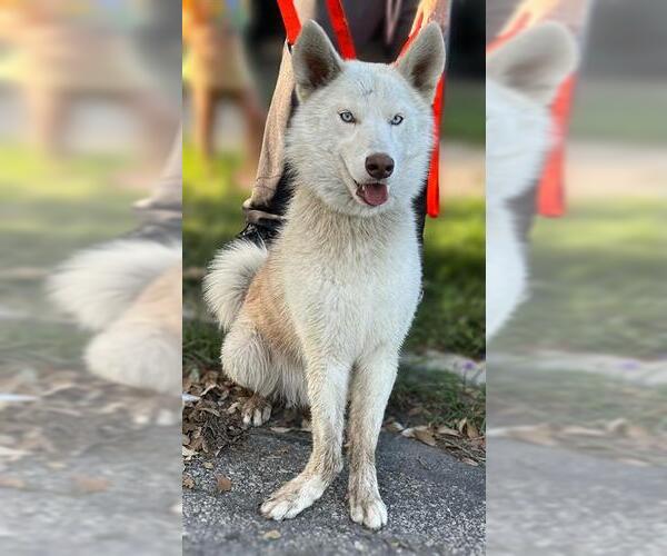 Medium Photo #1 Alaskan Malamute Puppy For Sale in San Antonio, TX, USA