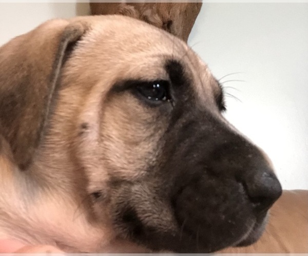 Medium Photo #1 Black Mouth Cur Puppy For Sale in AUBURN, NY, USA