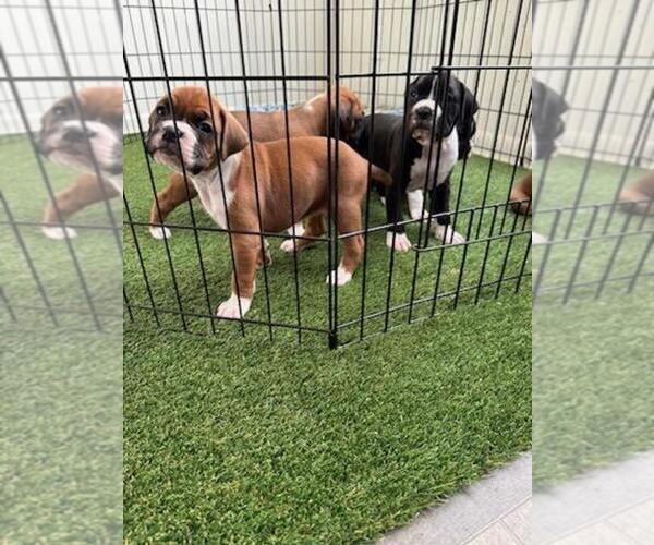 Medium Photo #1 Boxer Puppy For Sale in COLUMBIA, SC, USA