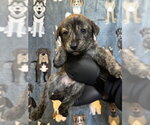 Small German Shepherd Dog Mix