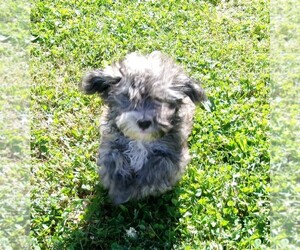 Havanese Puppy for sale in WEST CONCORD, MN, USA